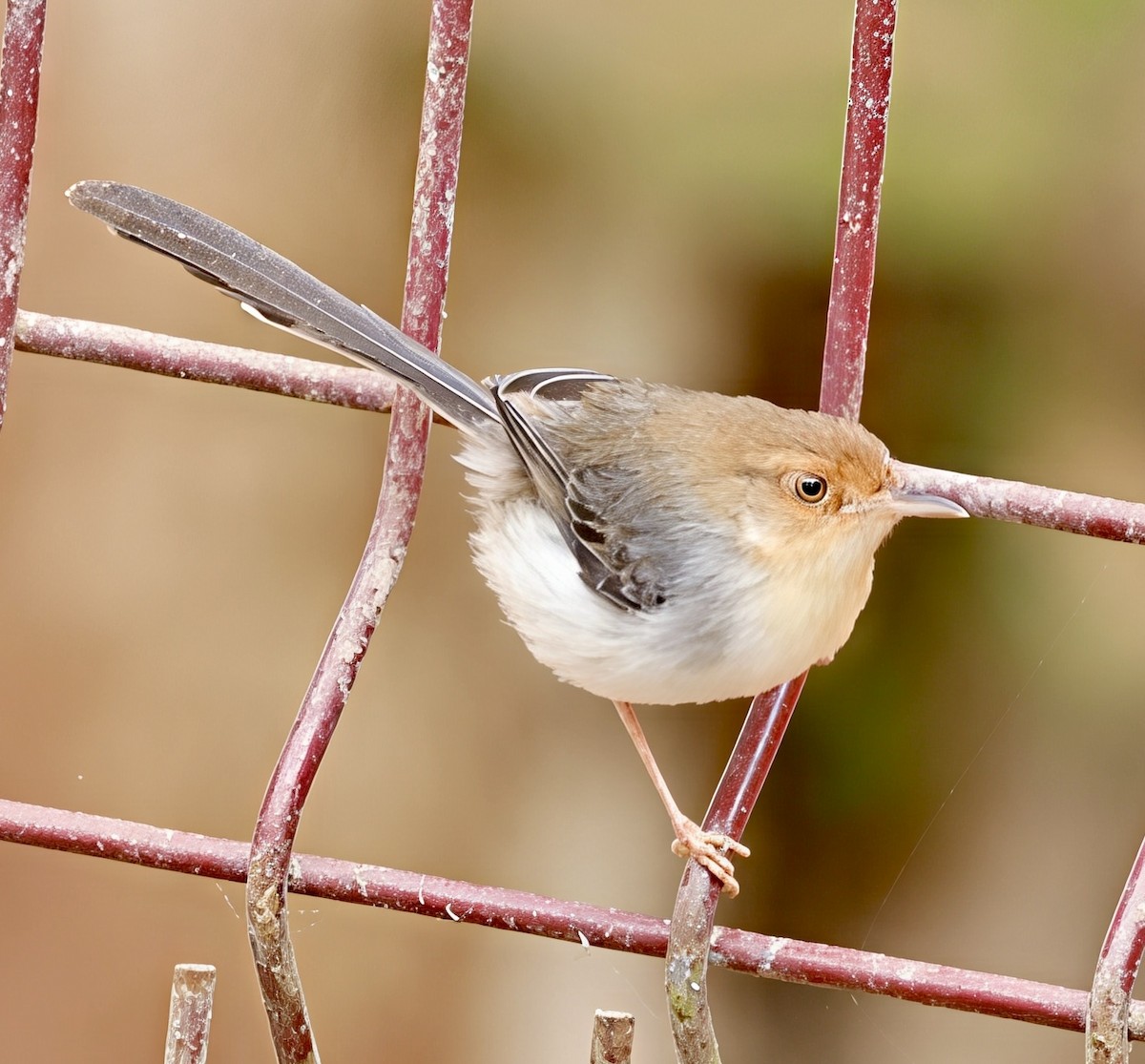 Sao Tome Prinia - ML638783925