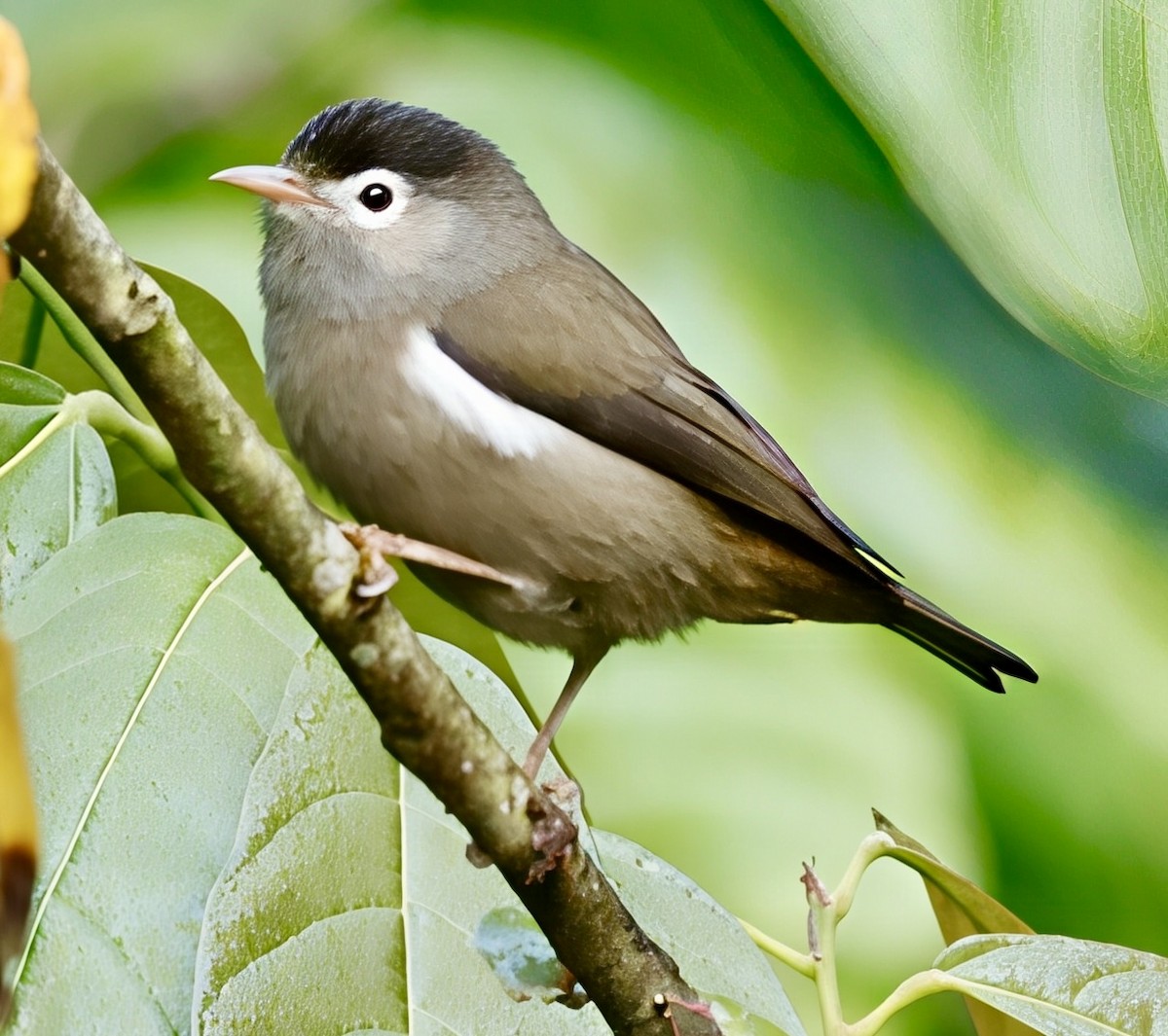 Black-capped Speirops - ML638783927
