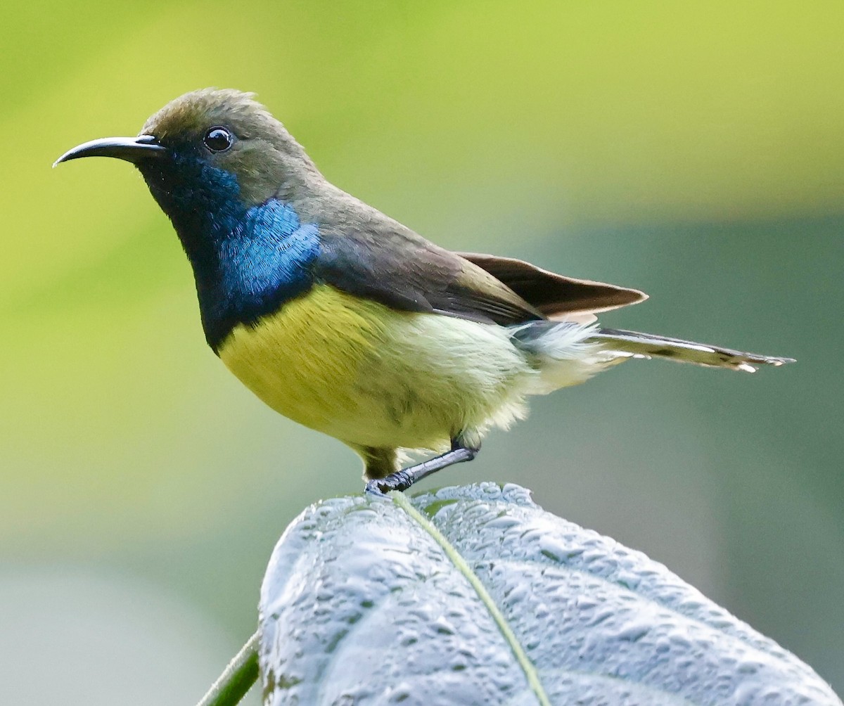 Newton's Sunbird - ML638783930