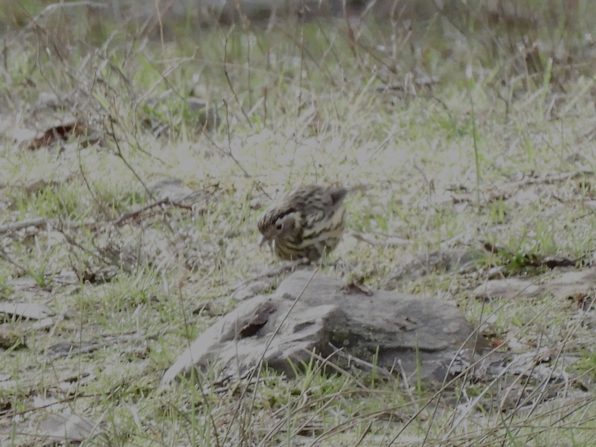 Speckled Warbler - ML638783937