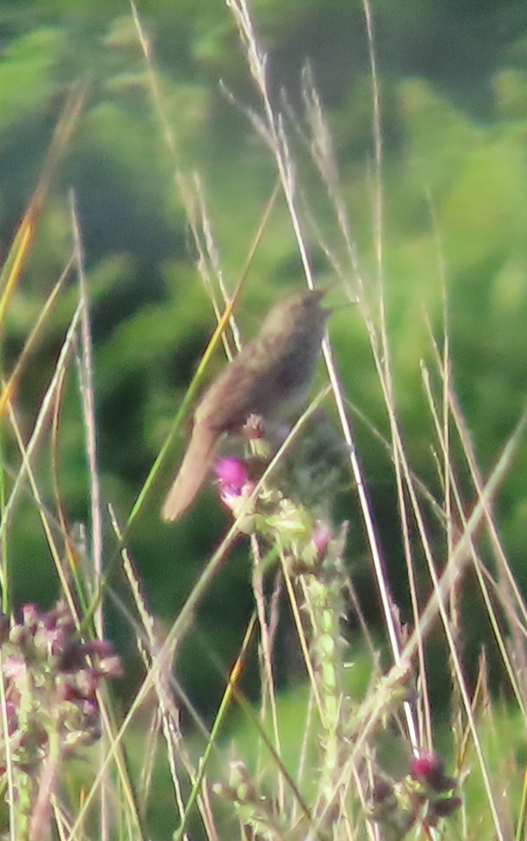 Common Grasshopper Warbler - ML638783939