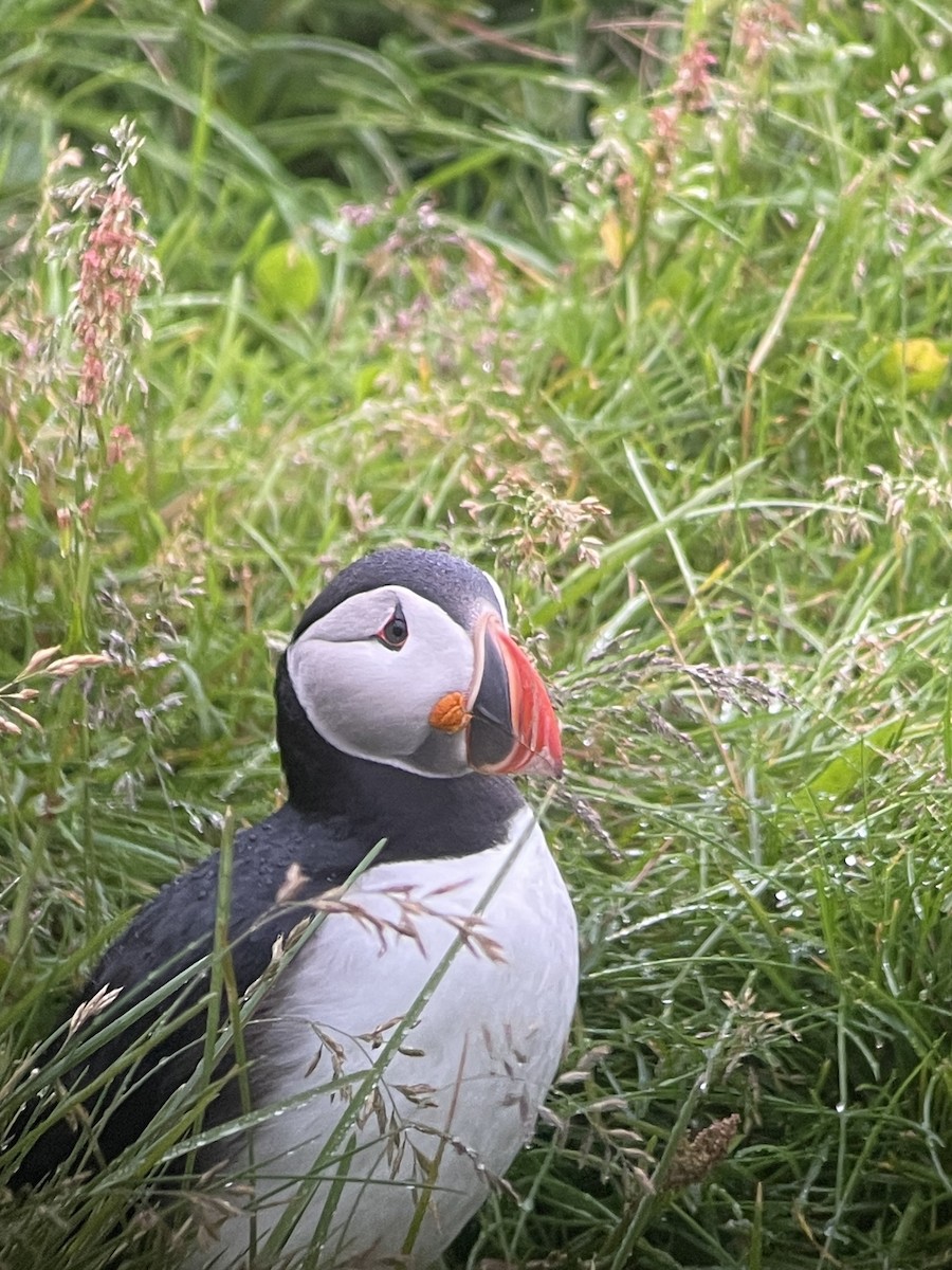 Atlantic Puffin - ML638783940