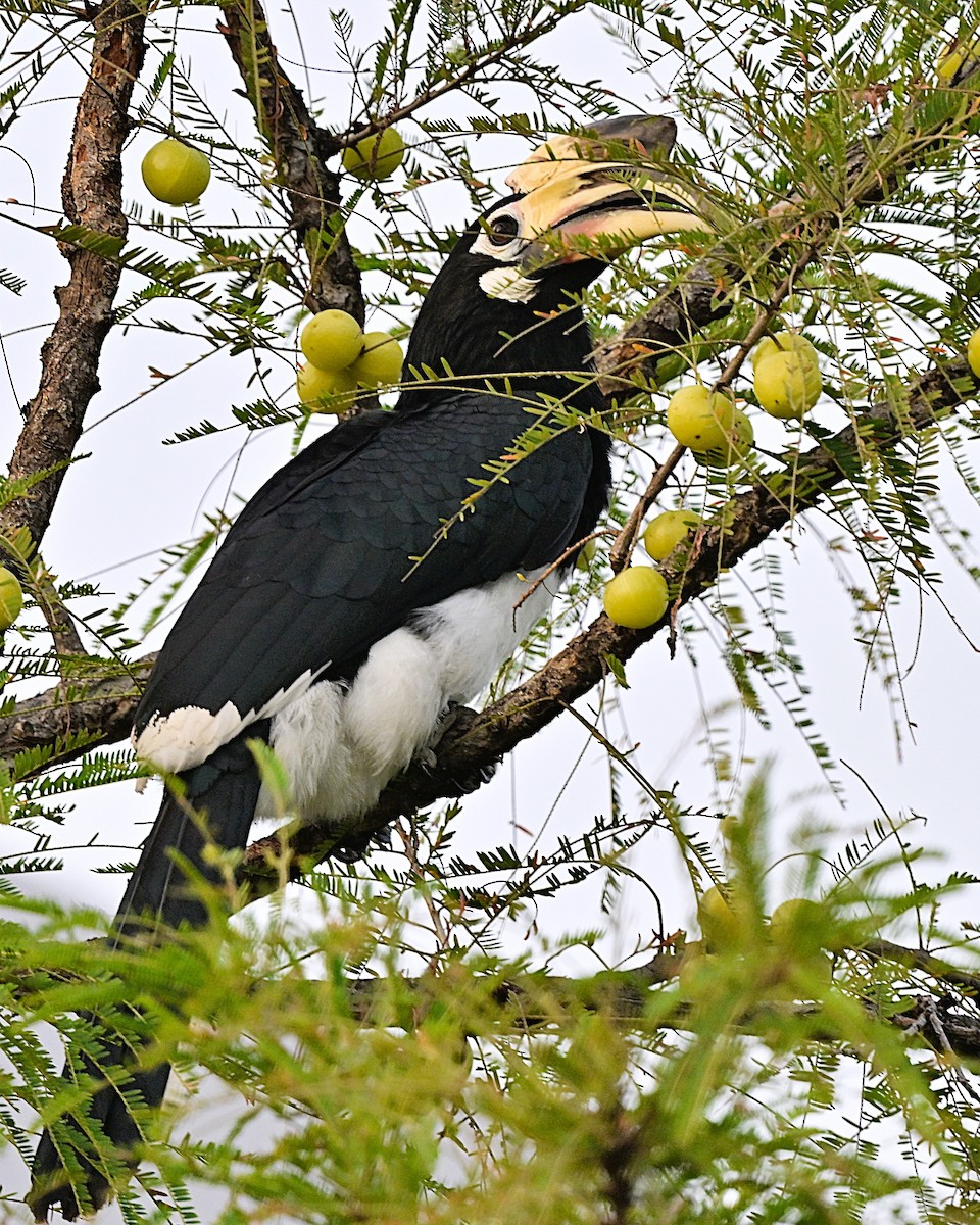 Oriental Pied-Hornbill - ML638783946