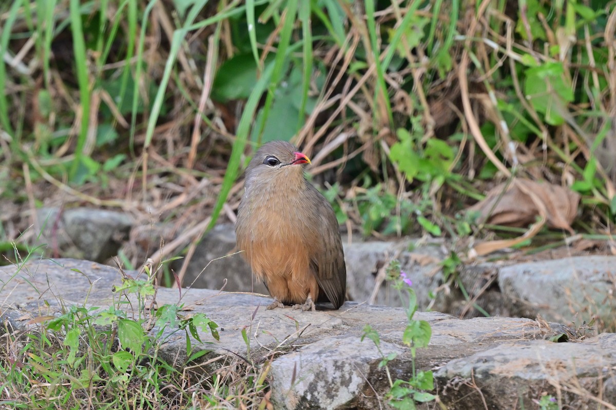 sirkirmalkoha - ML638783959