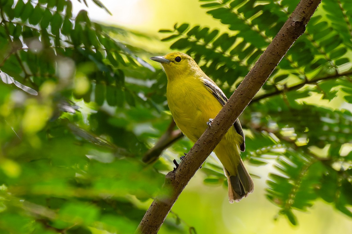 Common Iora - ML638783969