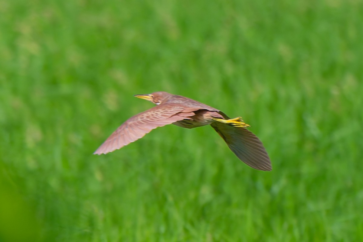 Cinnamon Bittern - ML638783995