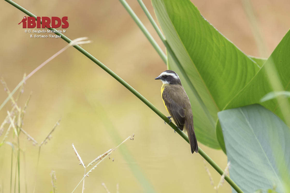 Rusty-margined Flycatcher - ML638784053