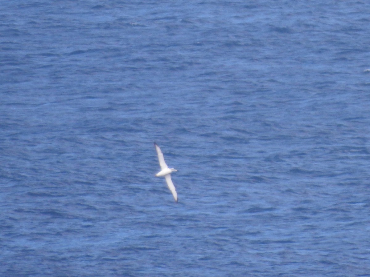 Tasmanalbatros - ML638784065