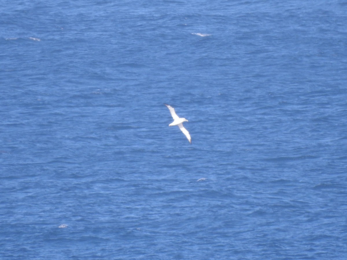 Tasmanalbatros - ML638784066