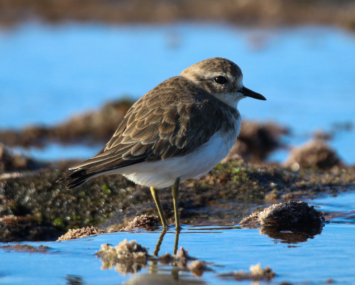 Double-banded Plover - ML638784079