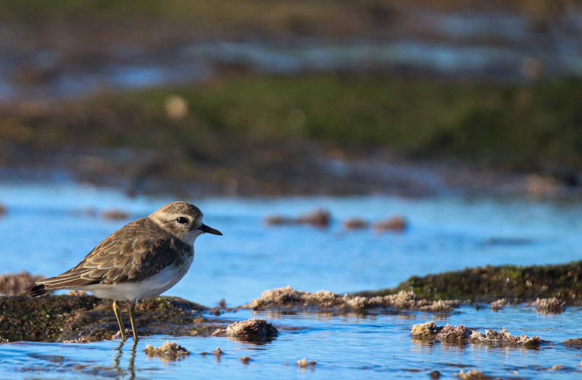 Double-banded Plover - ML638784080