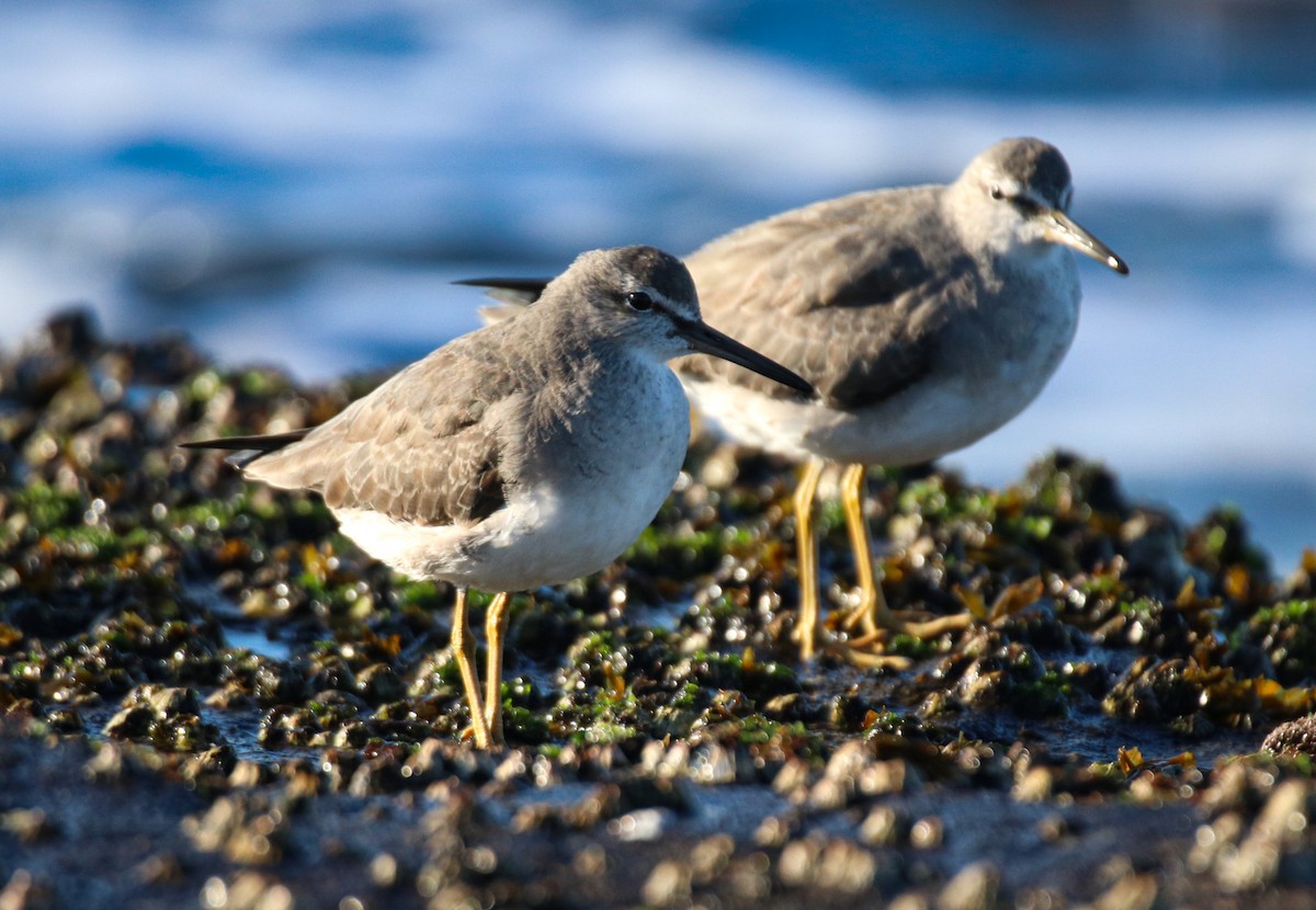 Gray-tailed Tattler - ML638784081