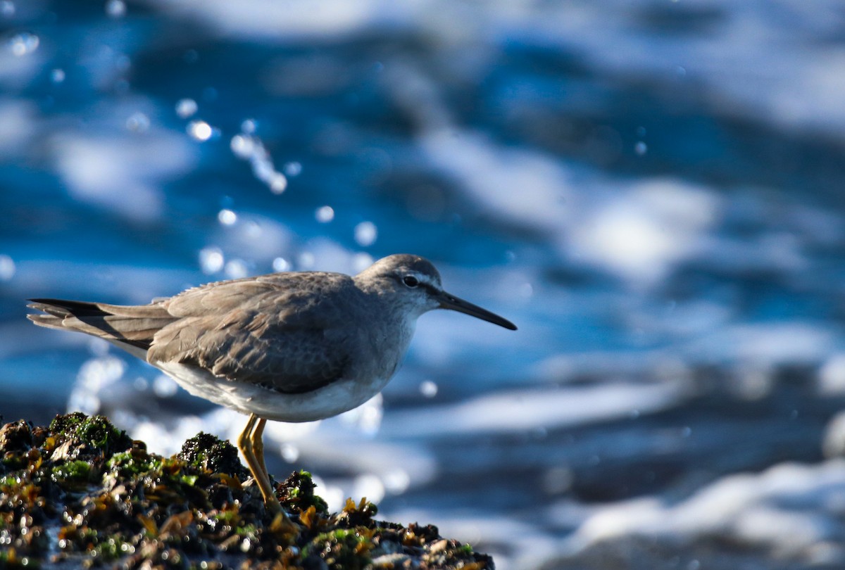 Gray-tailed Tattler - ML638784082