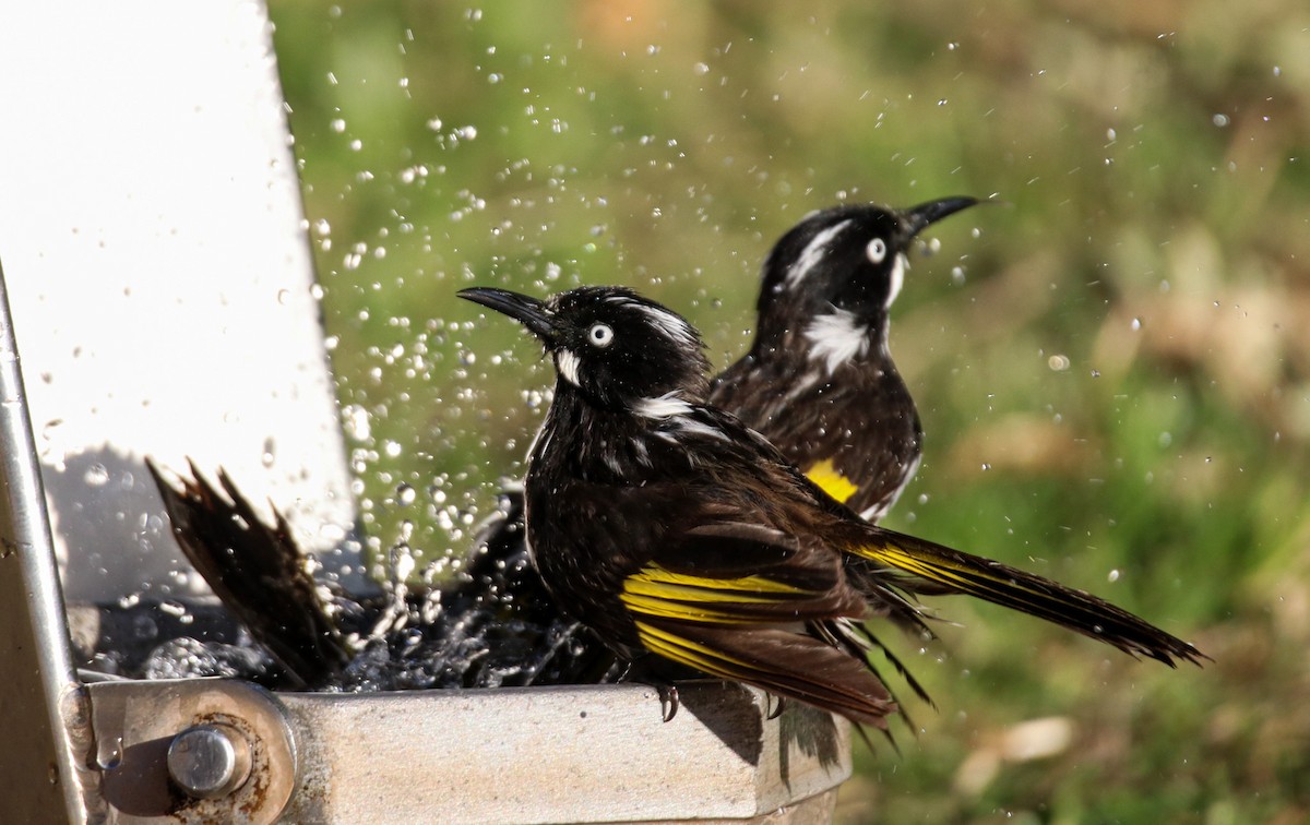 New Holland Honeyeater - ML638784085