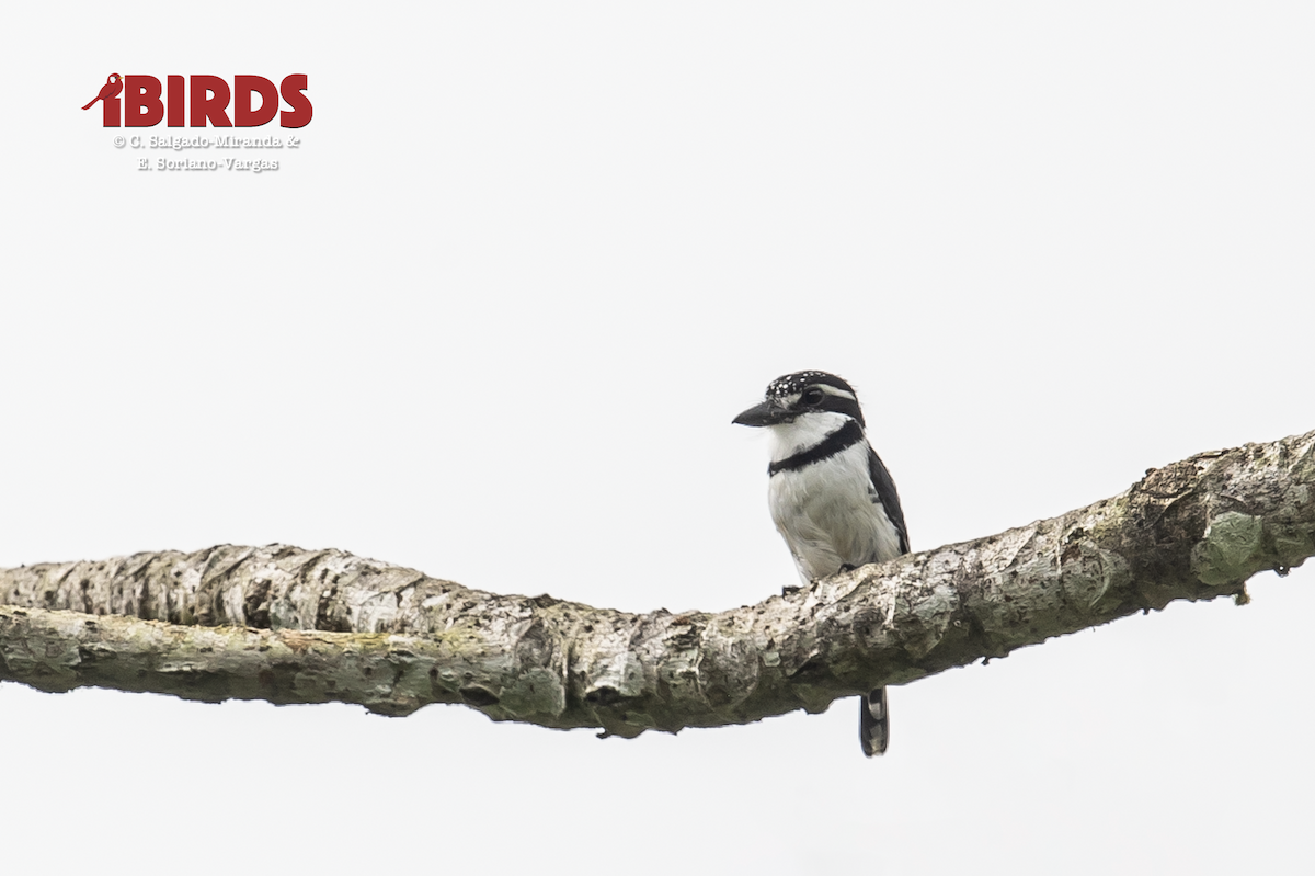 Pied Puffbird - ML638784086
