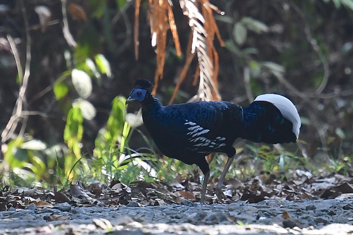 Malayan Crested Fireback - ML638784109