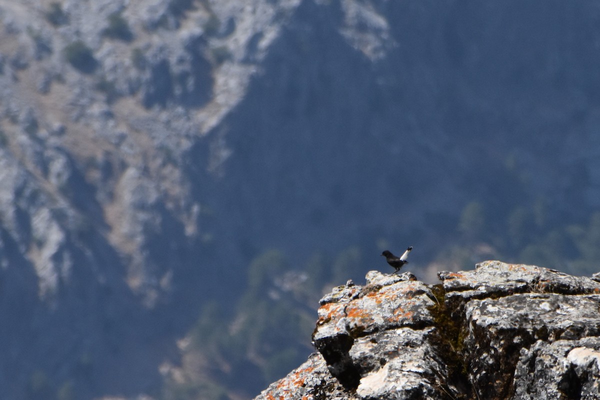 Black Wheatear - ML638784113