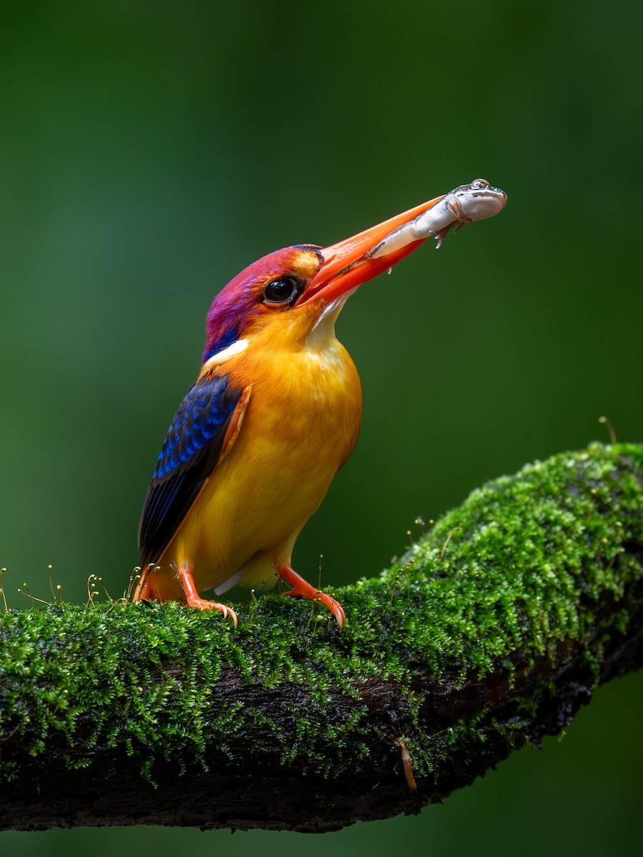 Black-backed Dwarf-Kingfisher - ML638784120