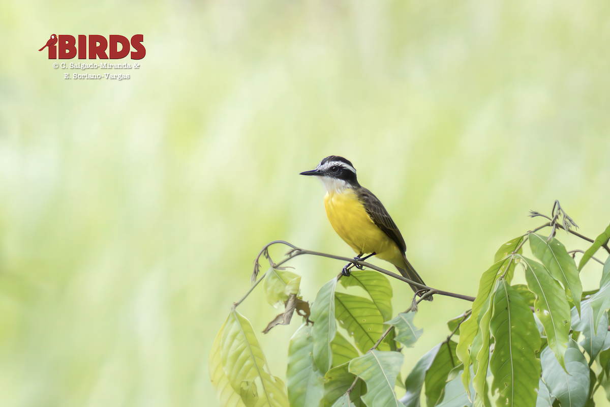 Lesser Kiskadee - ML638784124