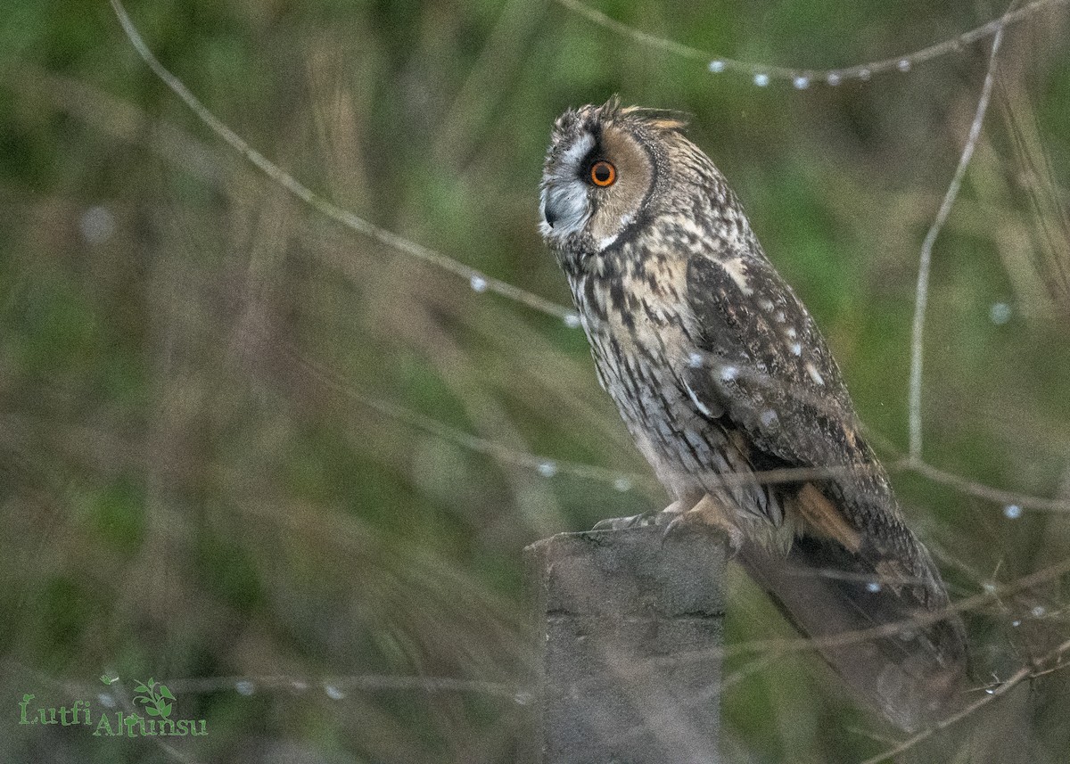 Long-eared Owl - ML638784144
