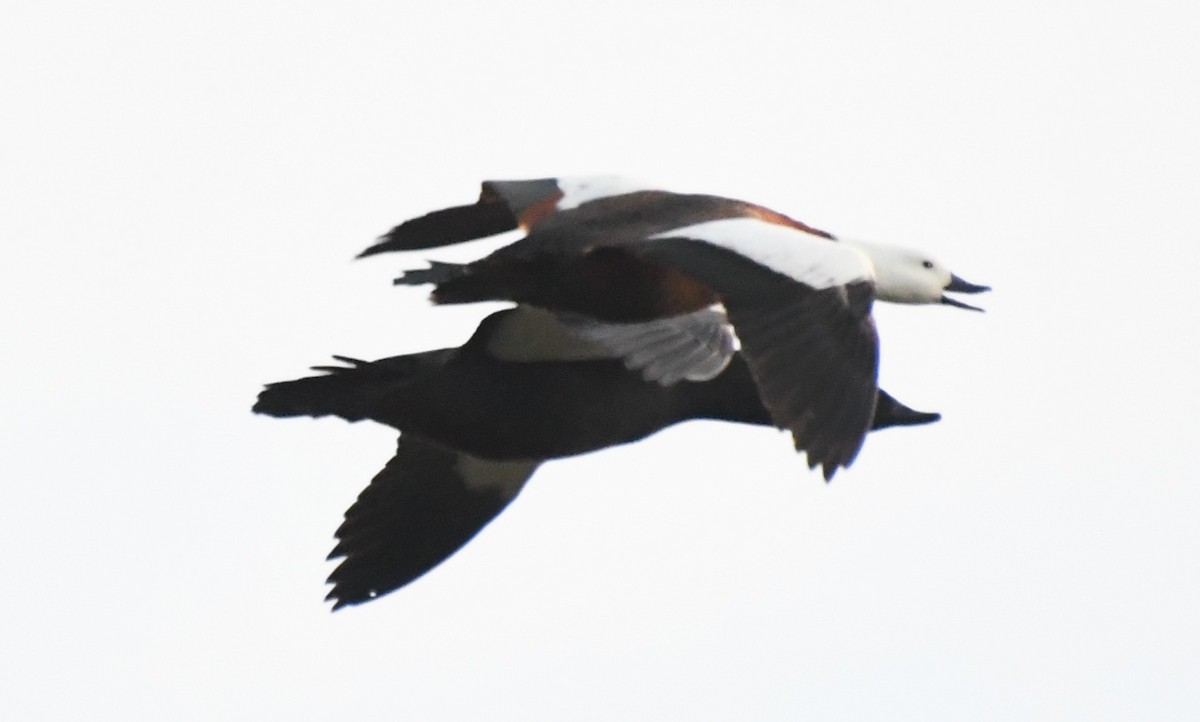 Paradise Shelduck - ML638784148