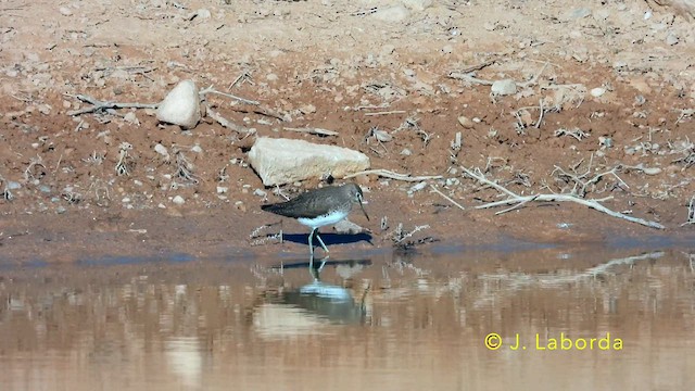 Waldwasserläufer - ML638784236