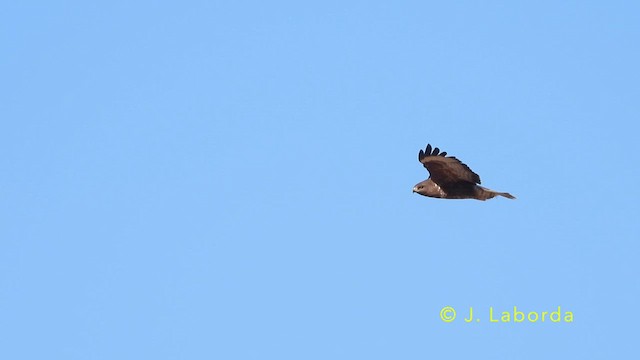Mäusebussard - ML638784240