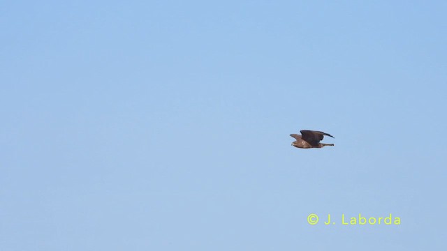 Mäusebussard - ML638784241