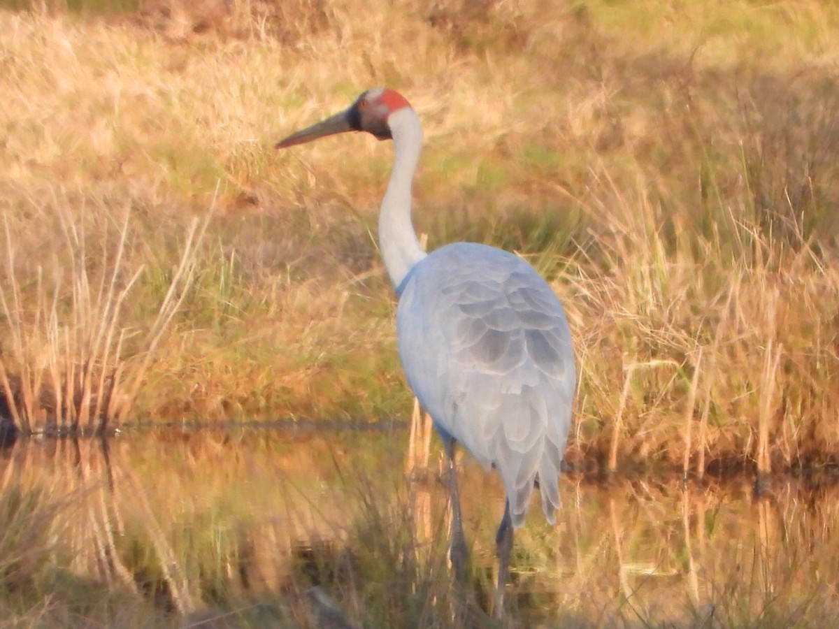 Brolga - ML638784242