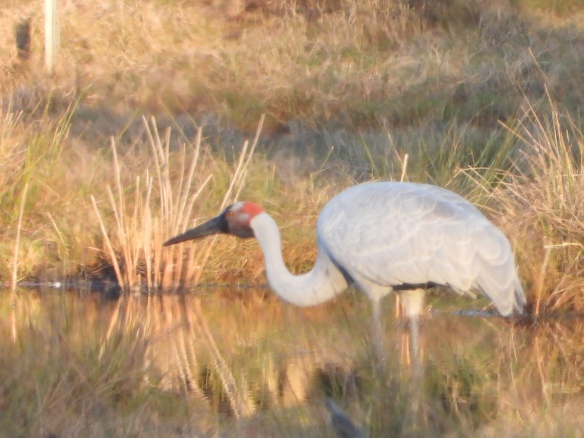 Brolga - ML638784244