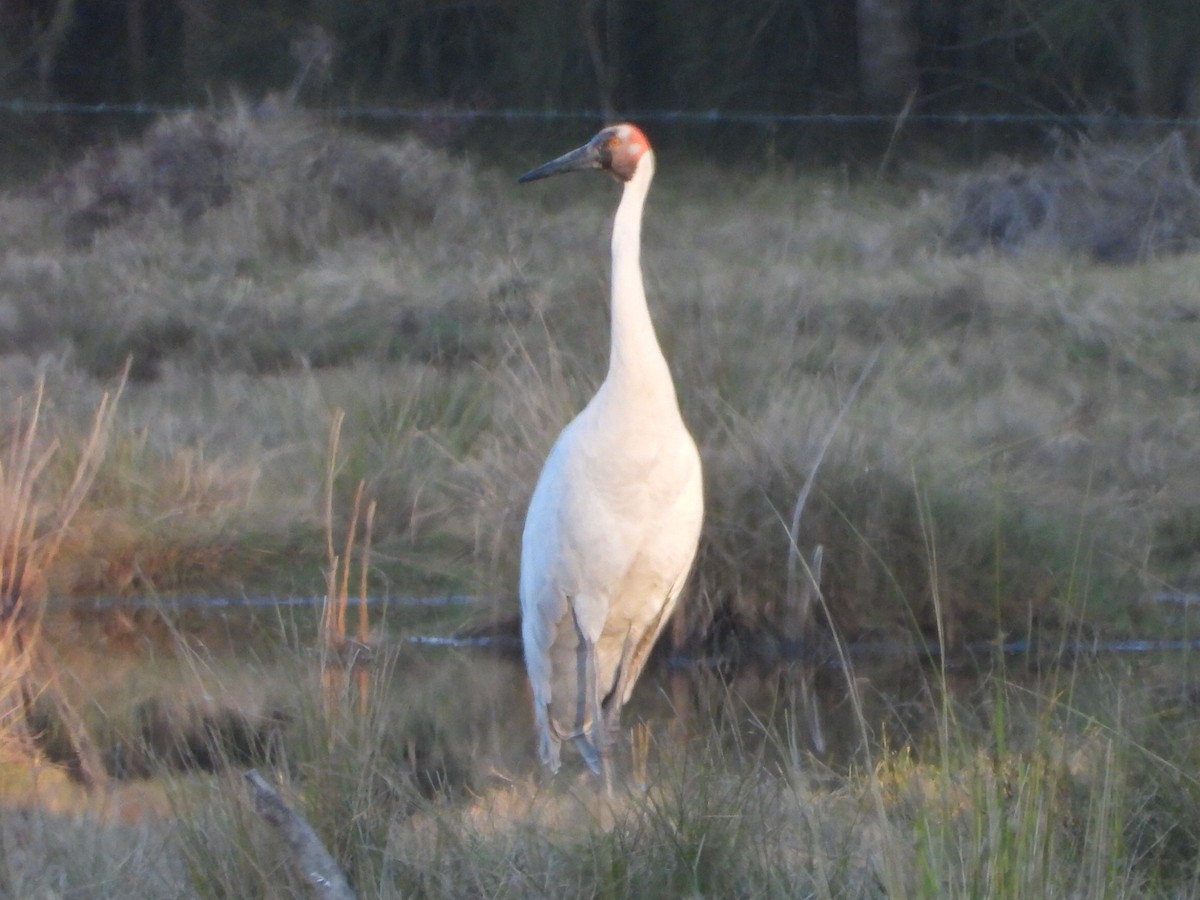 Brolga - ML638784245