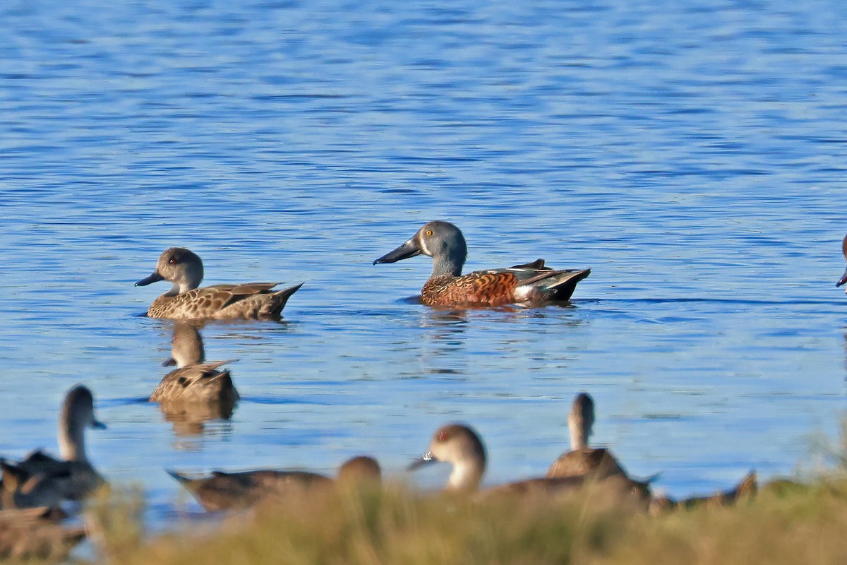 Australasian Shoveler - ML638784247