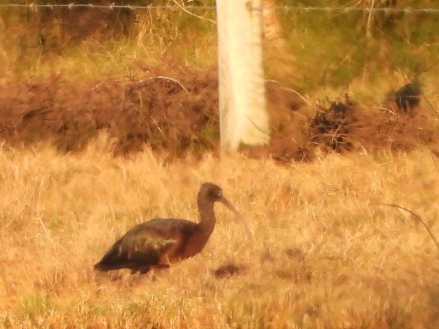 ibis hnědý - ML638784253