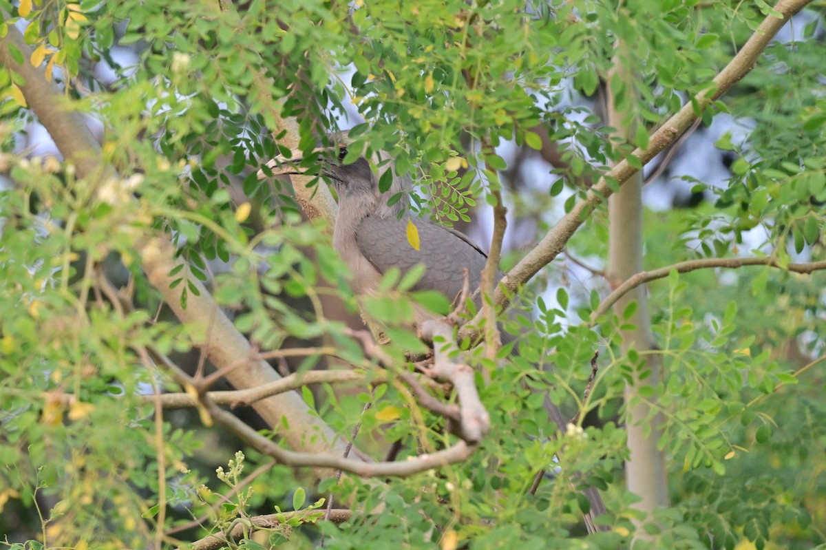 Indian Gray Hornbill - ML638784270