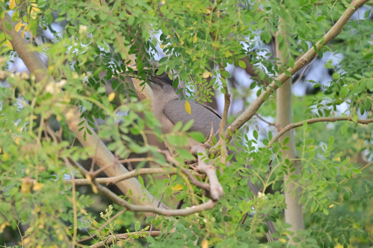 Indian Gray Hornbill - ML638784271