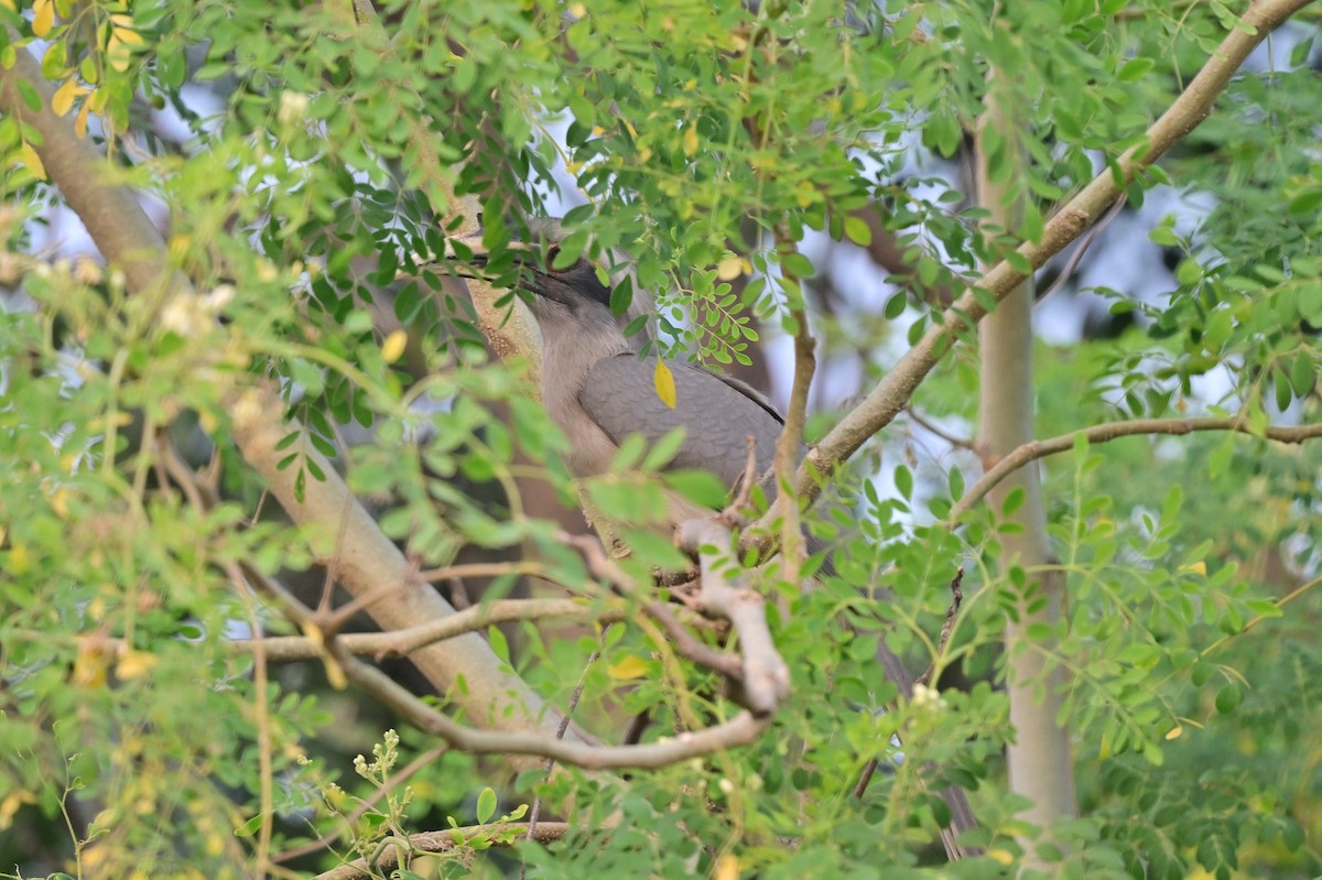 Indian Gray Hornbill - ML638784272