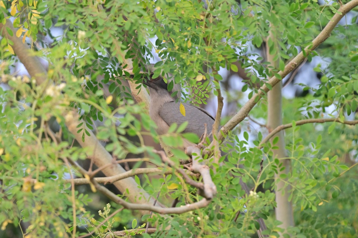 Indian Gray Hornbill - ML638784273