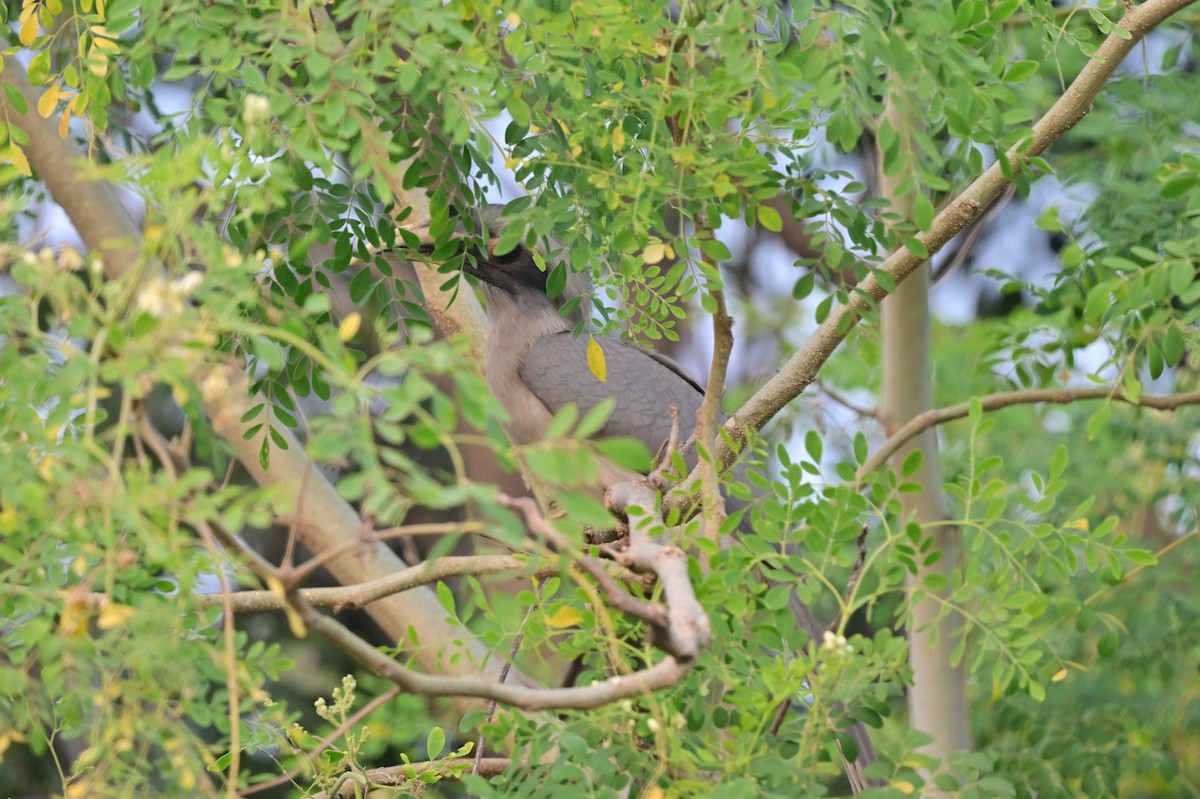 Indian Gray Hornbill - ML638784275