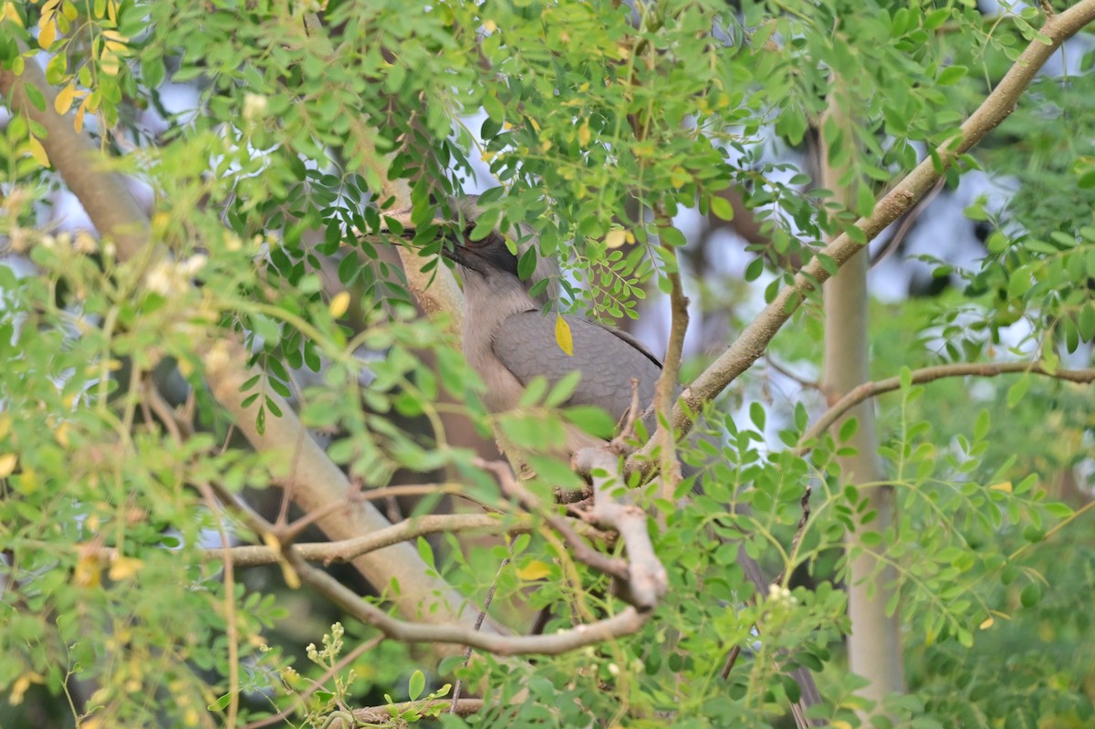Indian Gray Hornbill - ML638784276