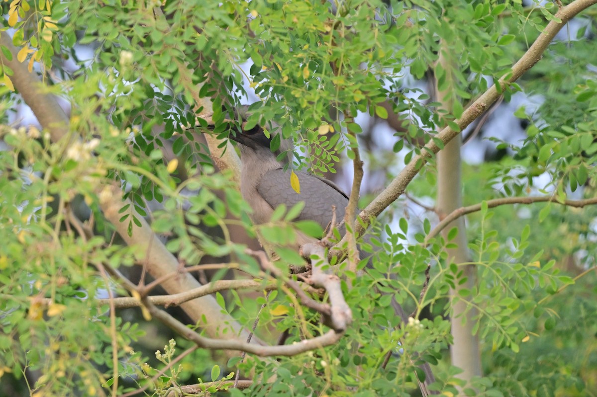 Indian Gray Hornbill - ML638784277