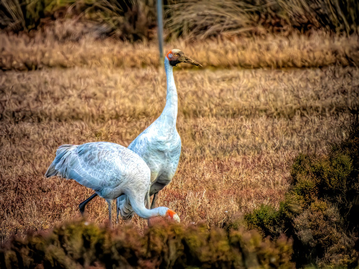 Brolga - ML638784312