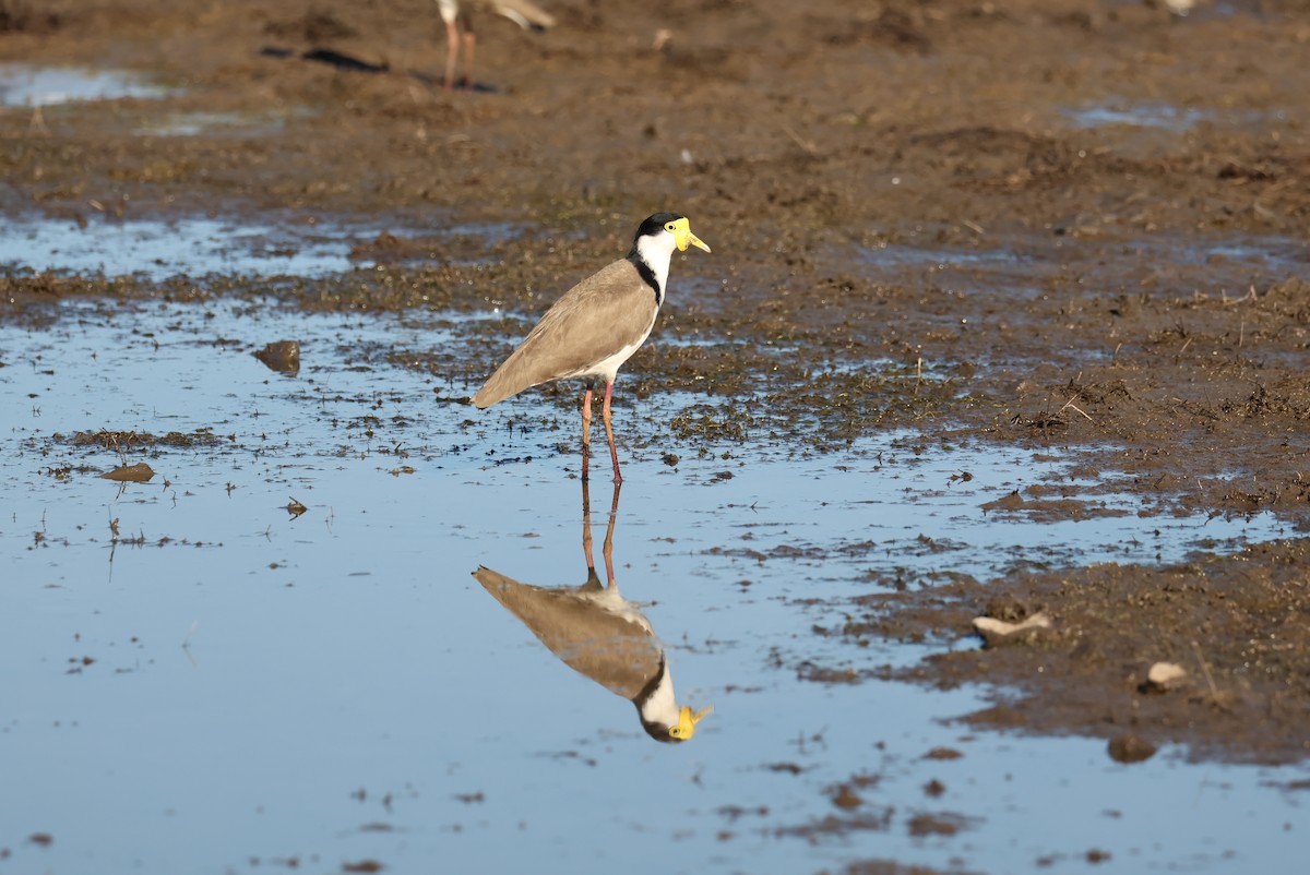 Masked Lapwing - ML638784323
