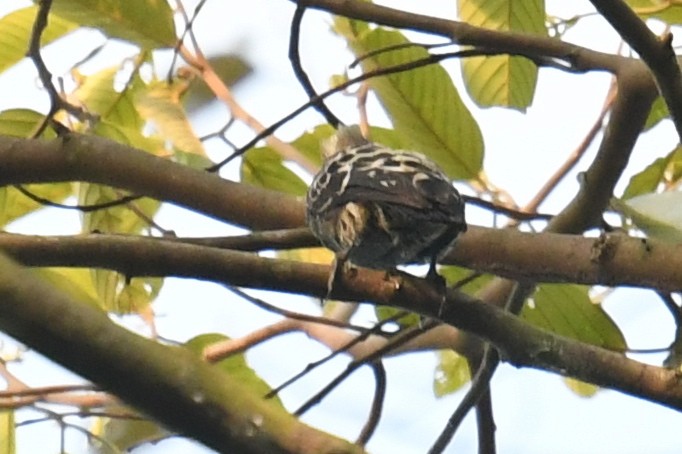 Buff-rumped Woodpecker - ML638784332