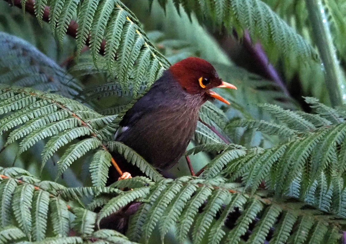 Chestnut-hooded Laughingthrush - ML638784333