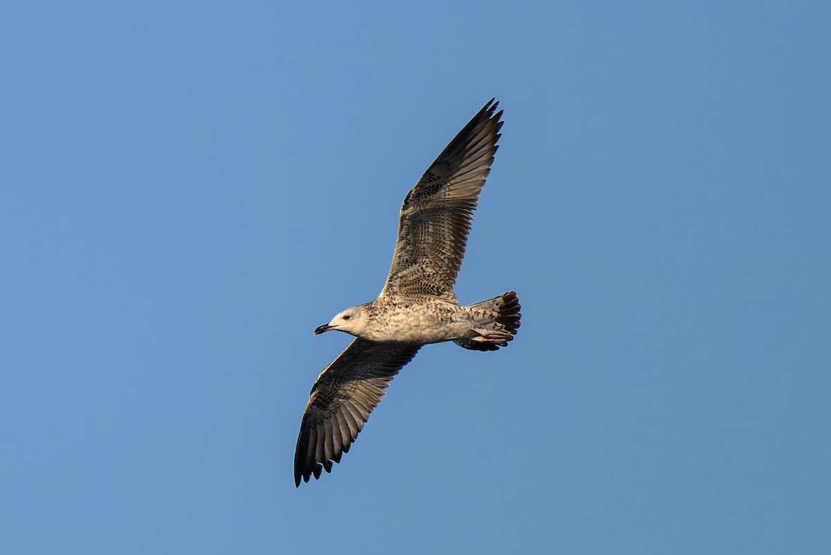 Lesser Black-backed Gull (Heuglin's) - ML638784351