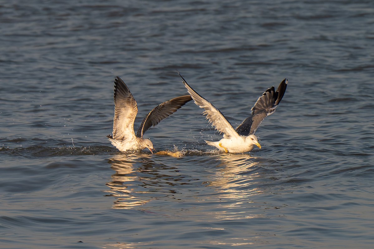 Lesser Black-backed Gull (Heuglin's) - ML638784355
