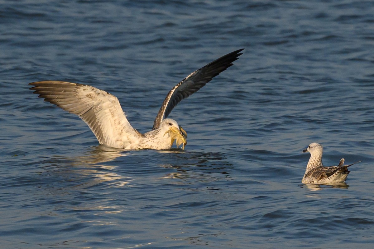 Lesser Black-backed Gull (Heuglin's) - ML638784358