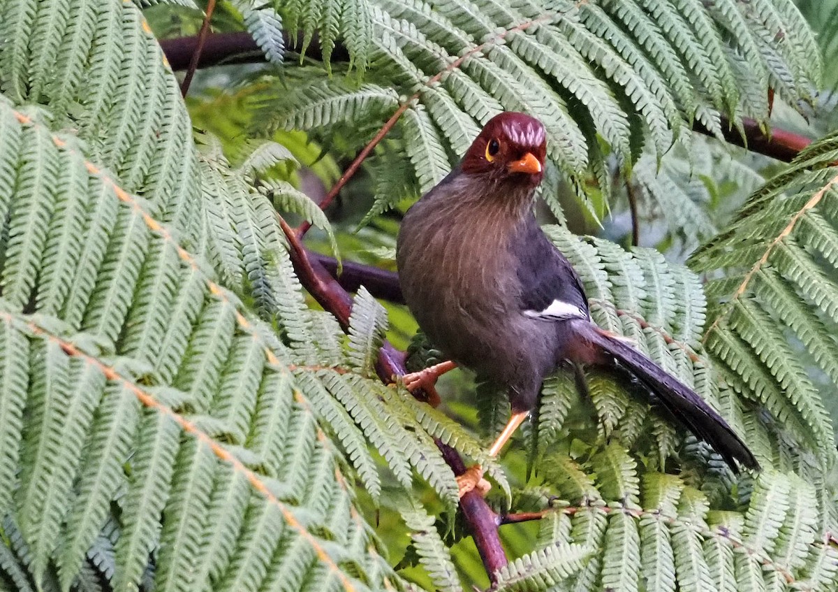 Chestnut-hooded Laughingthrush - ML638784359