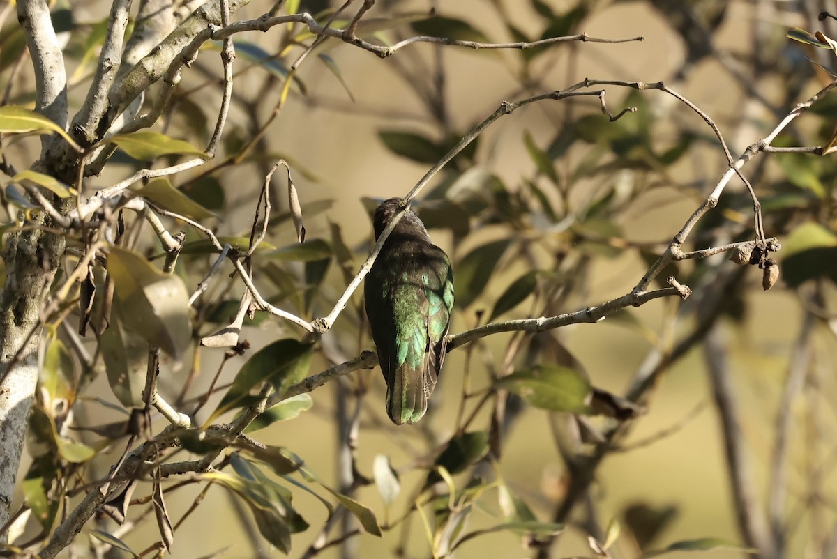 Shining Bronze-Cuckoo - ML638784360