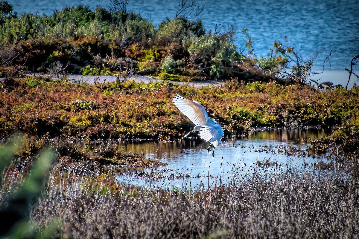 Yellow-billed Spoonbill - ML638784363